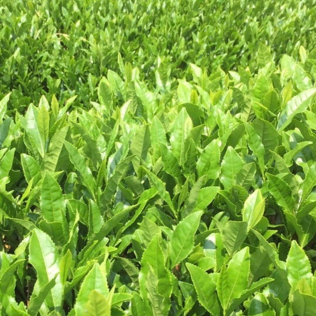 八女茶，緑茶(特上煎茶)1000円10袋 ライラです。