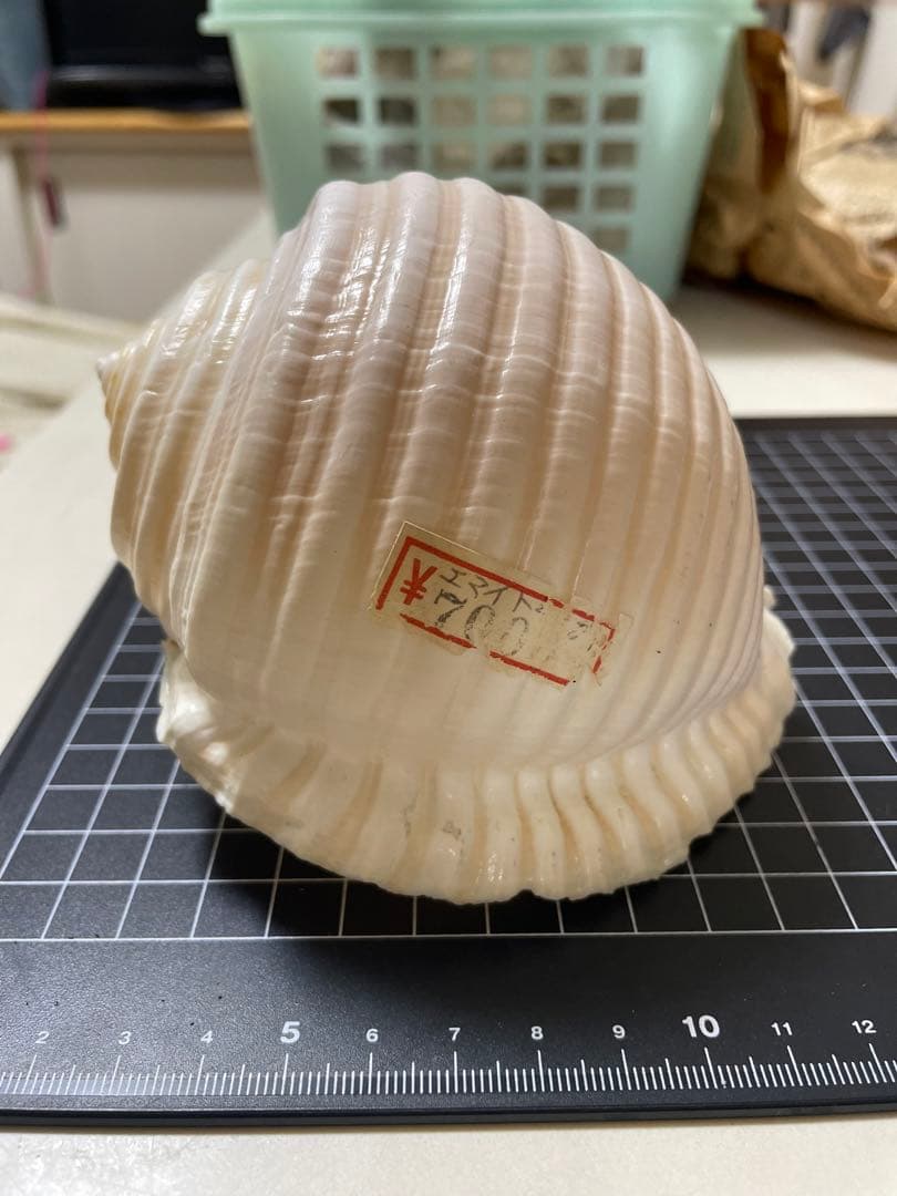 エマイトキワガイ　貝殻　標本