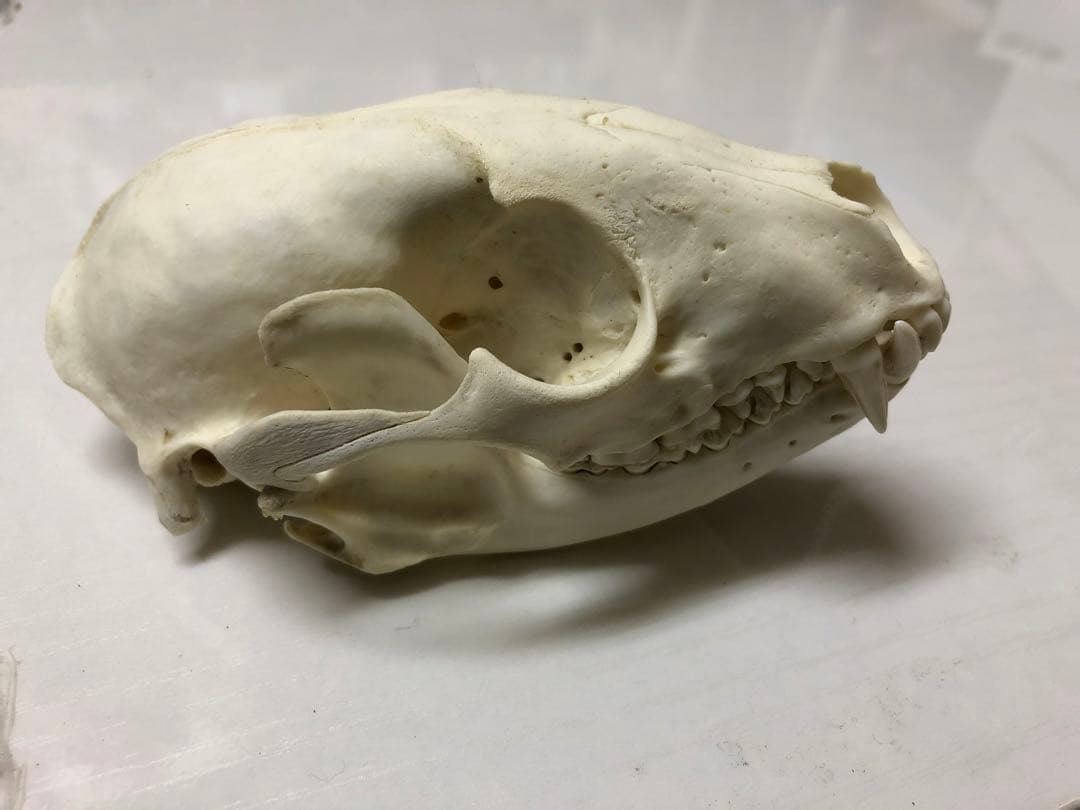 アライグマの頭骨