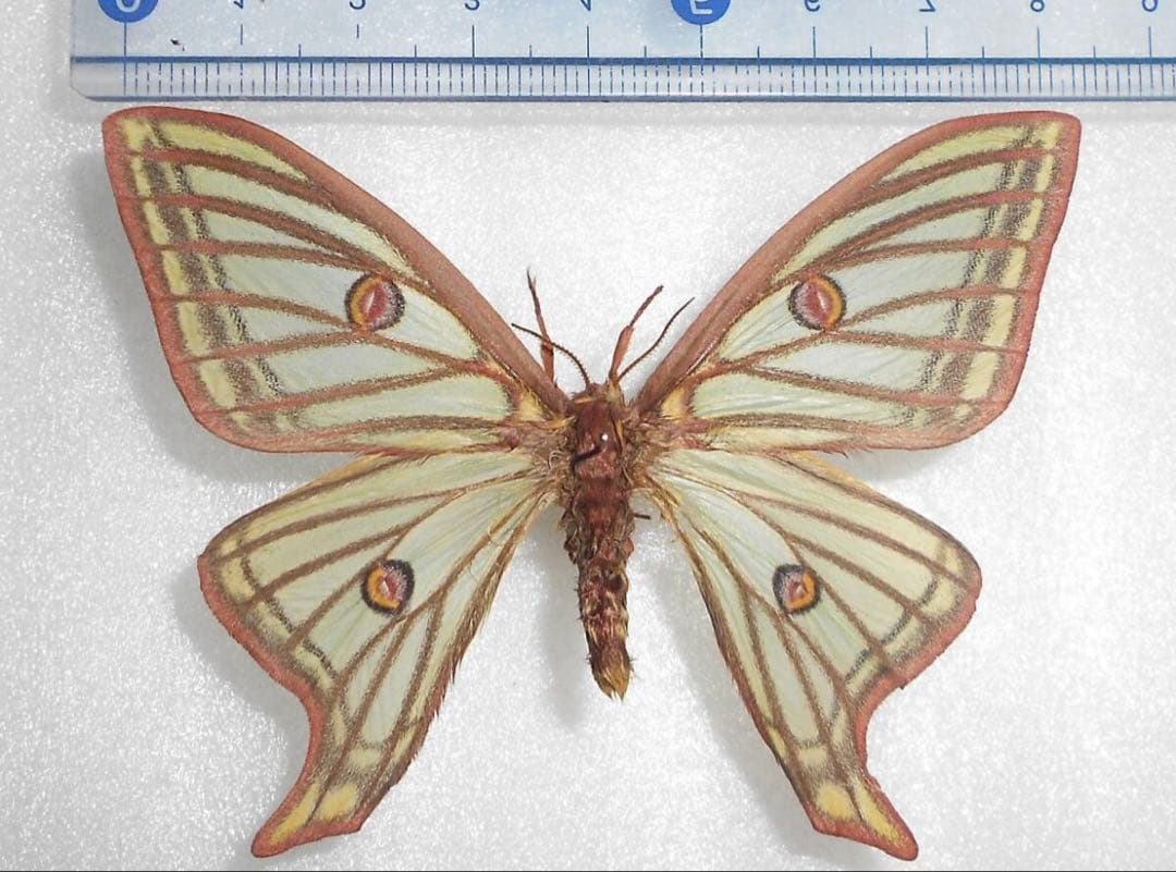 蝶 蛾 標本 イザベラミズアオ　♀ 希少種 ②