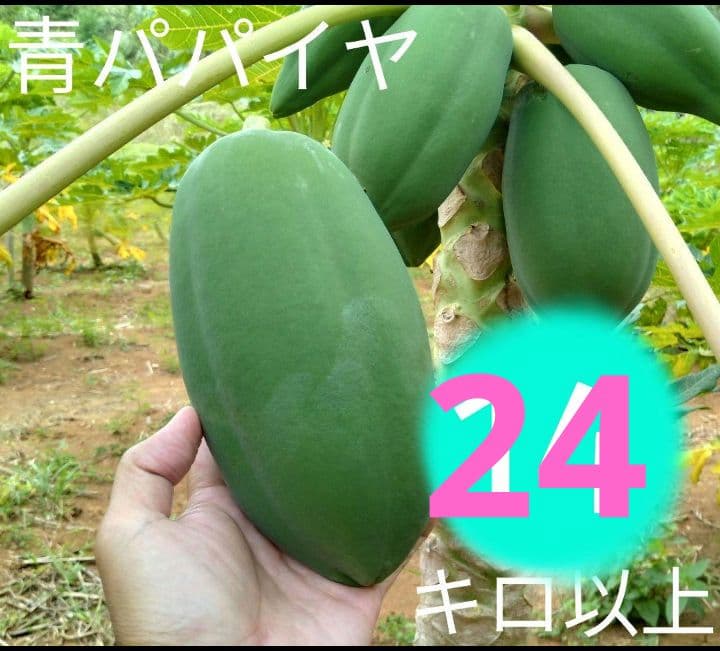 青パパイヤ 24キロ 奄美群島産 送料込み