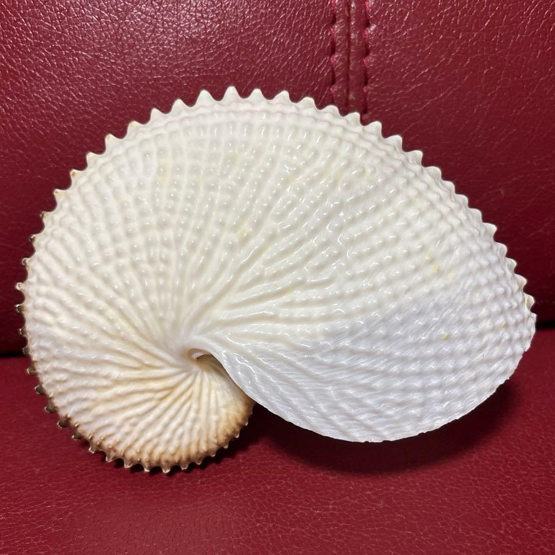 (希少)チリメンアオイガイ　貝　オーストラリア産