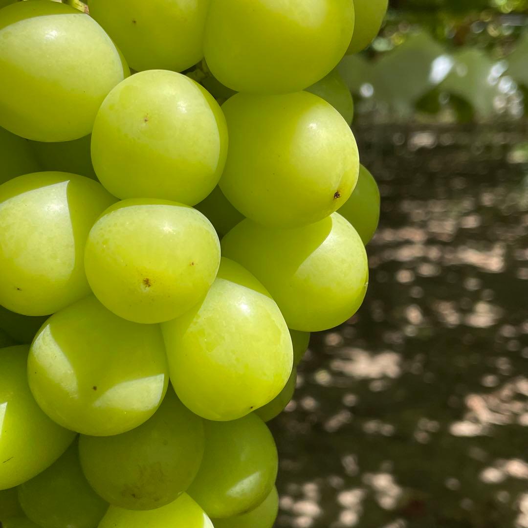 【専用商品】山梨県産大粒のみシャインマスカット 粒売り4kg