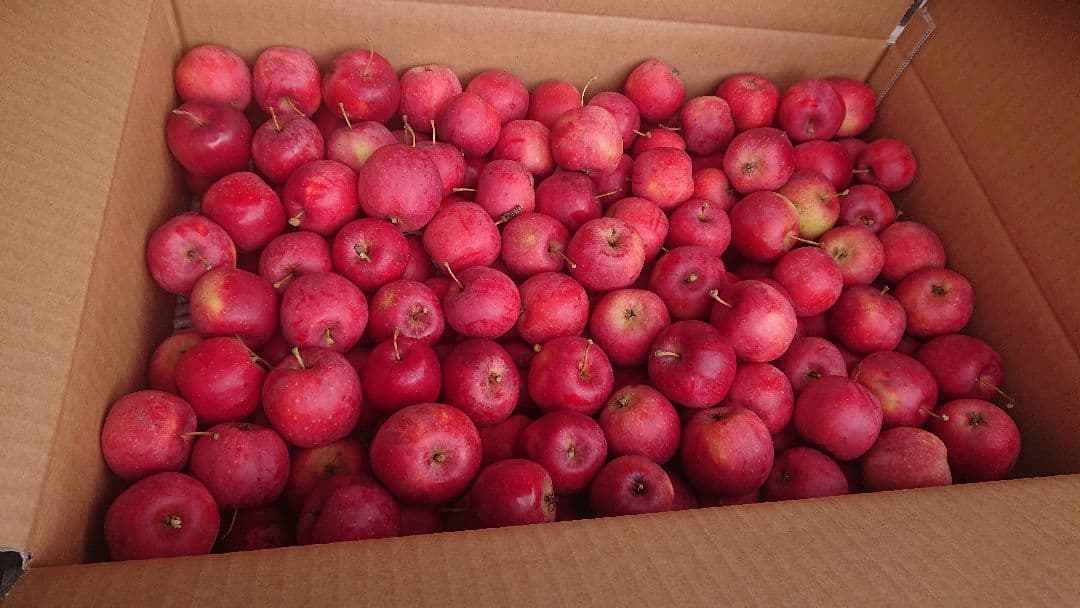 残りわずか！【値下げ】世界一小さい★かわいい姫りんごアルプス乙女１０キロ以上