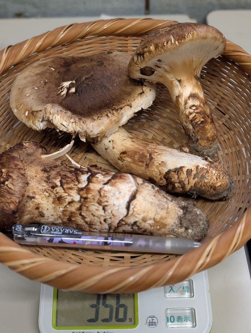 天然国産松茸（355g）