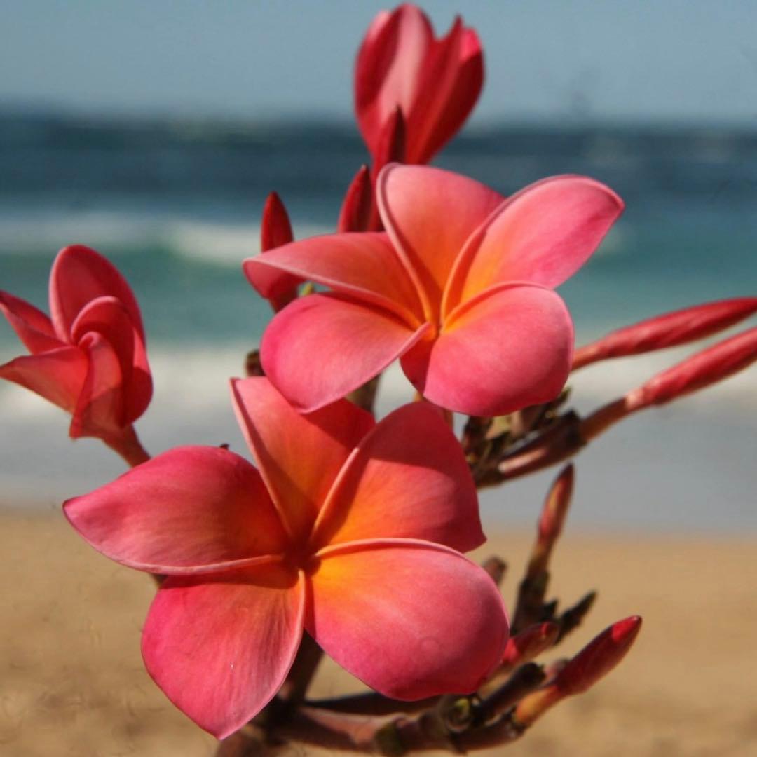 ひろり様 リクエスト商品