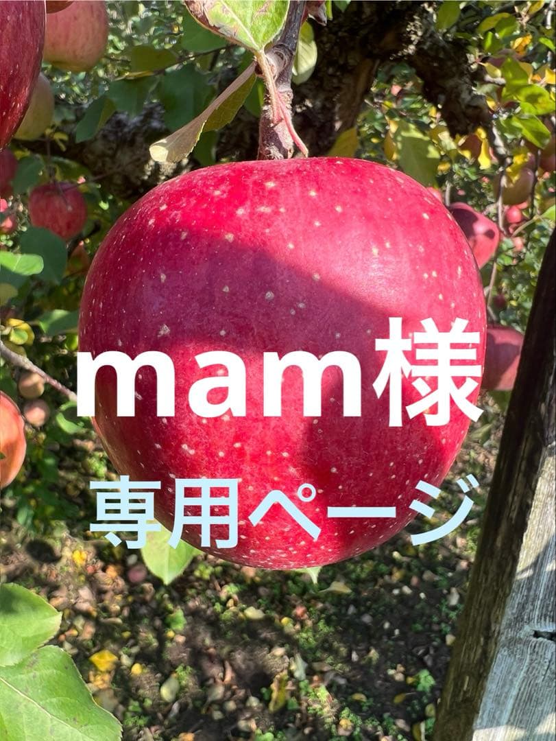 mam　高徳りんご10K