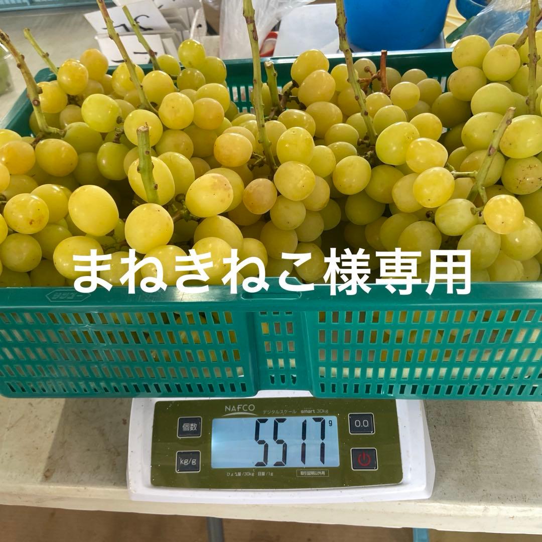 予約　ゴールドシャイマスカット　　　　房5キロ