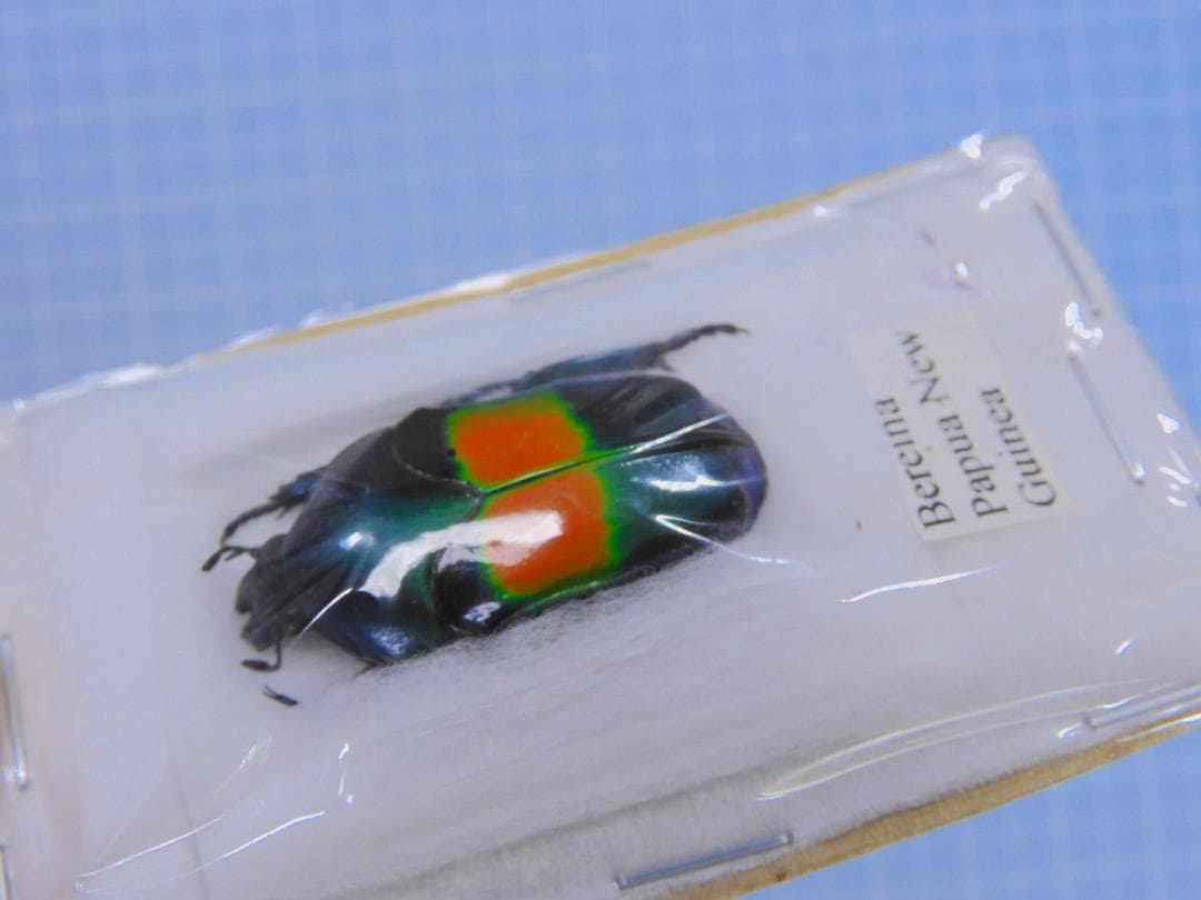 標本 P.N.G Ischiopsopha bennigseni 29mm