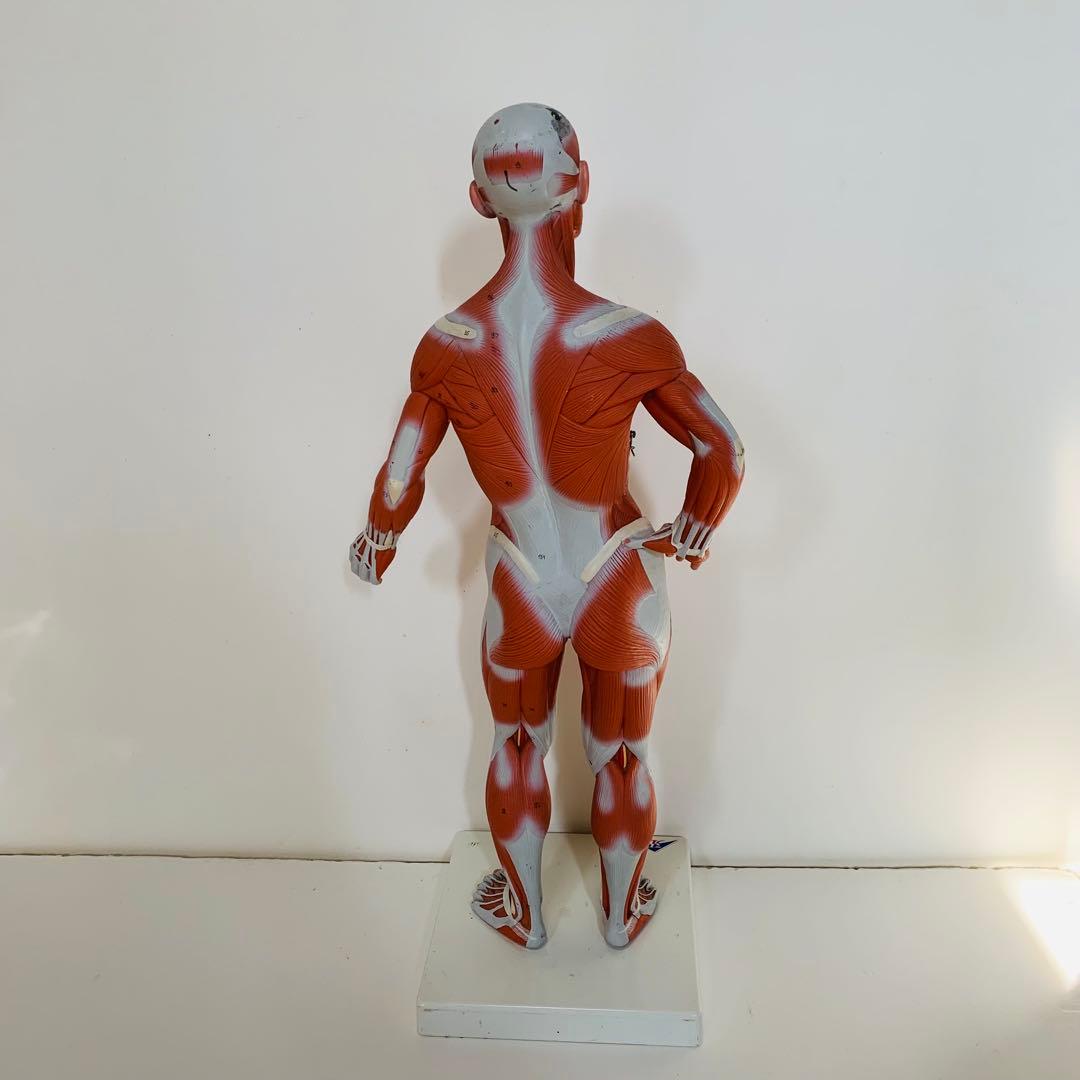 3B scientific 筋肉解剖 模型 1/4倍大・2分解モデル 人体模型