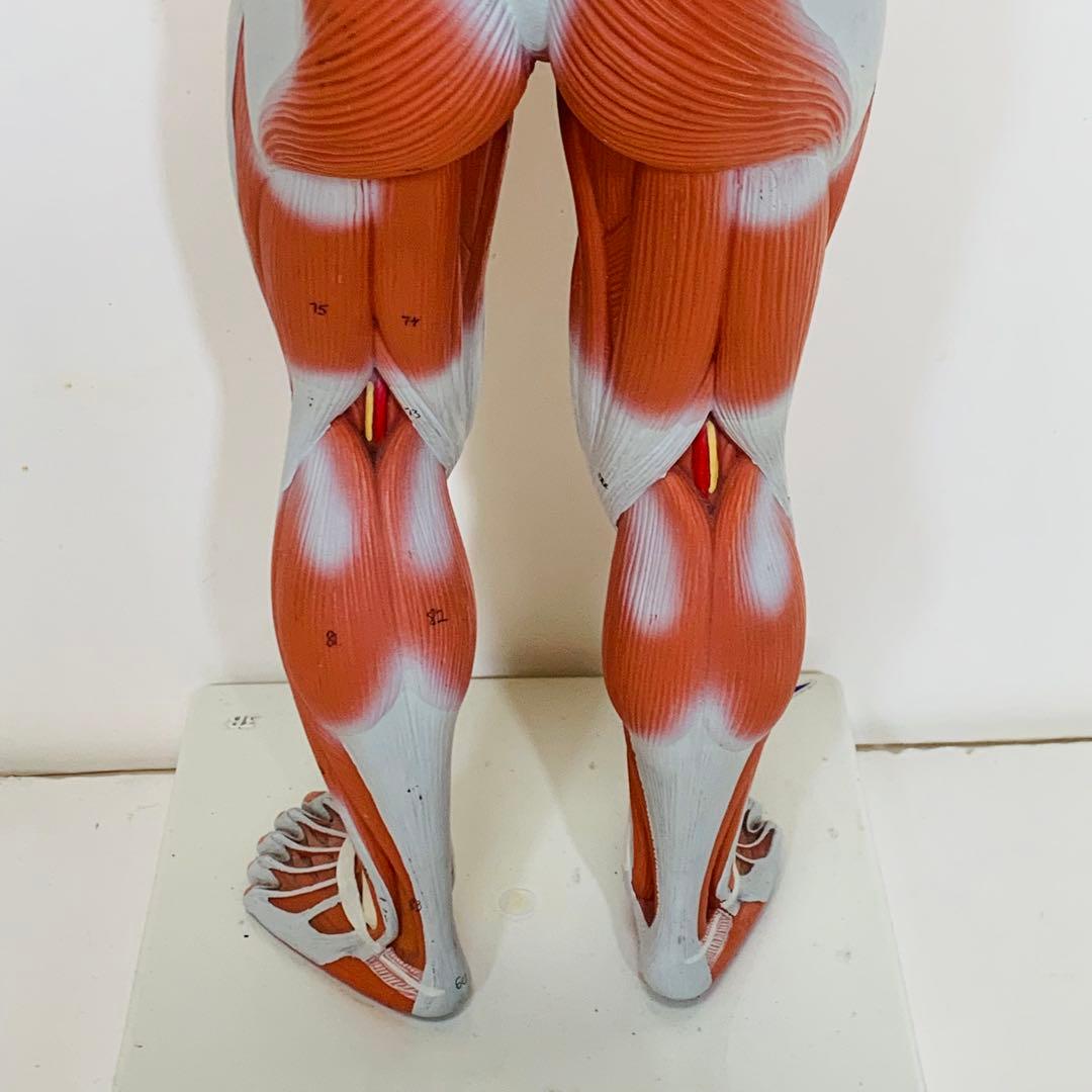 3B scientific 筋肉解剖 模型 1/4倍大・2分解モデル 人体模型