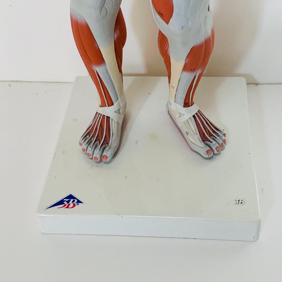 3B scientific 筋肉解剖 模型 1/4倍大・2分解モデル 人体模型