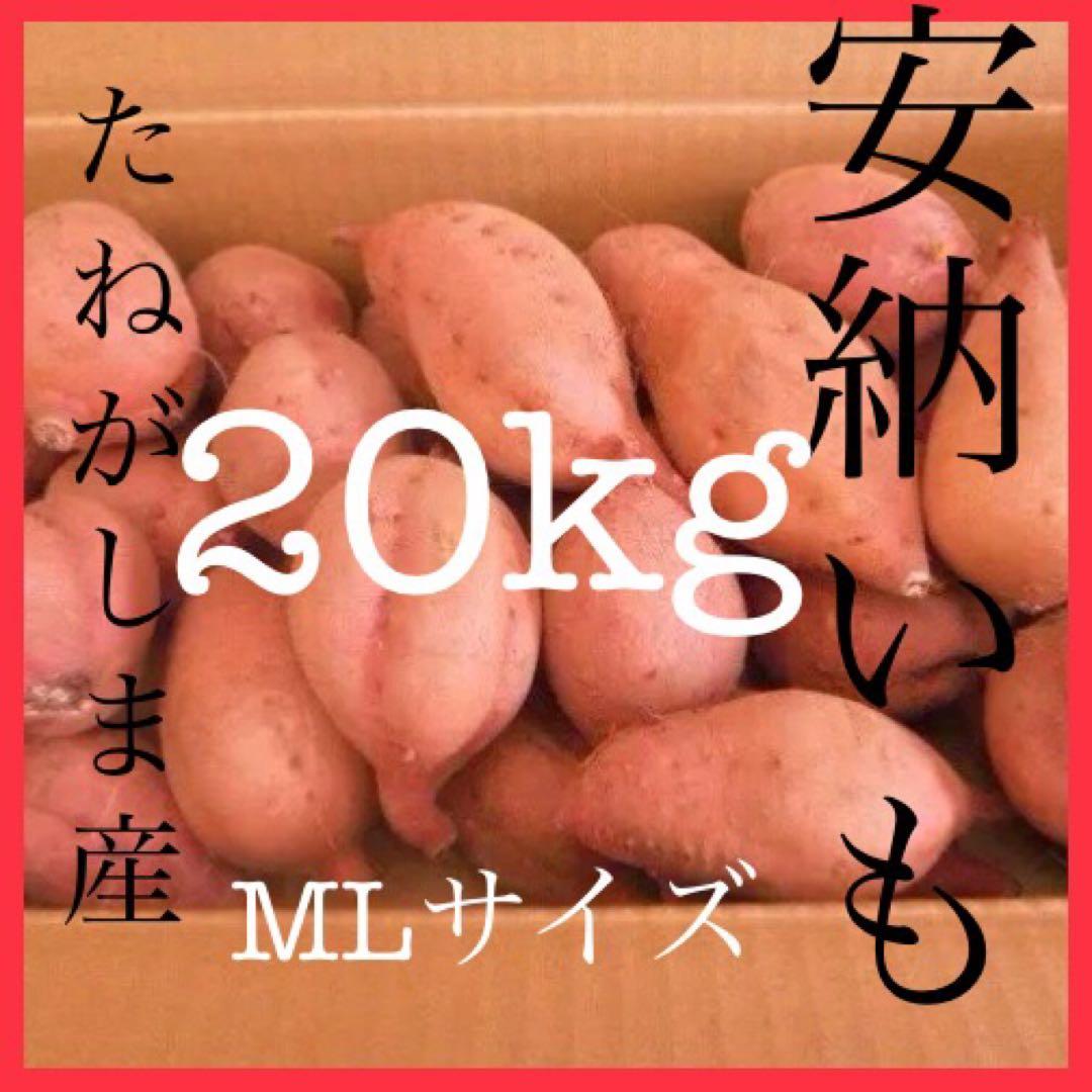 安納芋 どんと20kgさつまいも 種子島産安納芋　MLサイズ #8