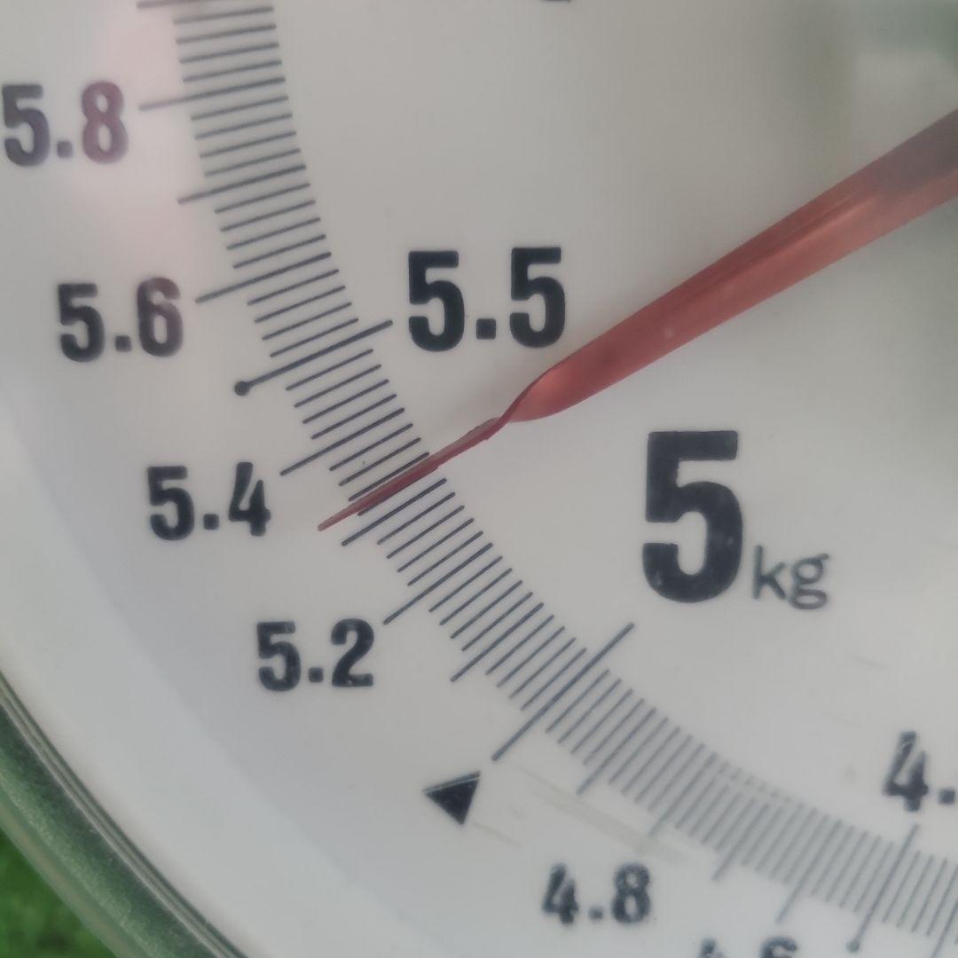 3️⃣ 山梨県産 シャインマスカット ９房入り 箱込み5.3キロ