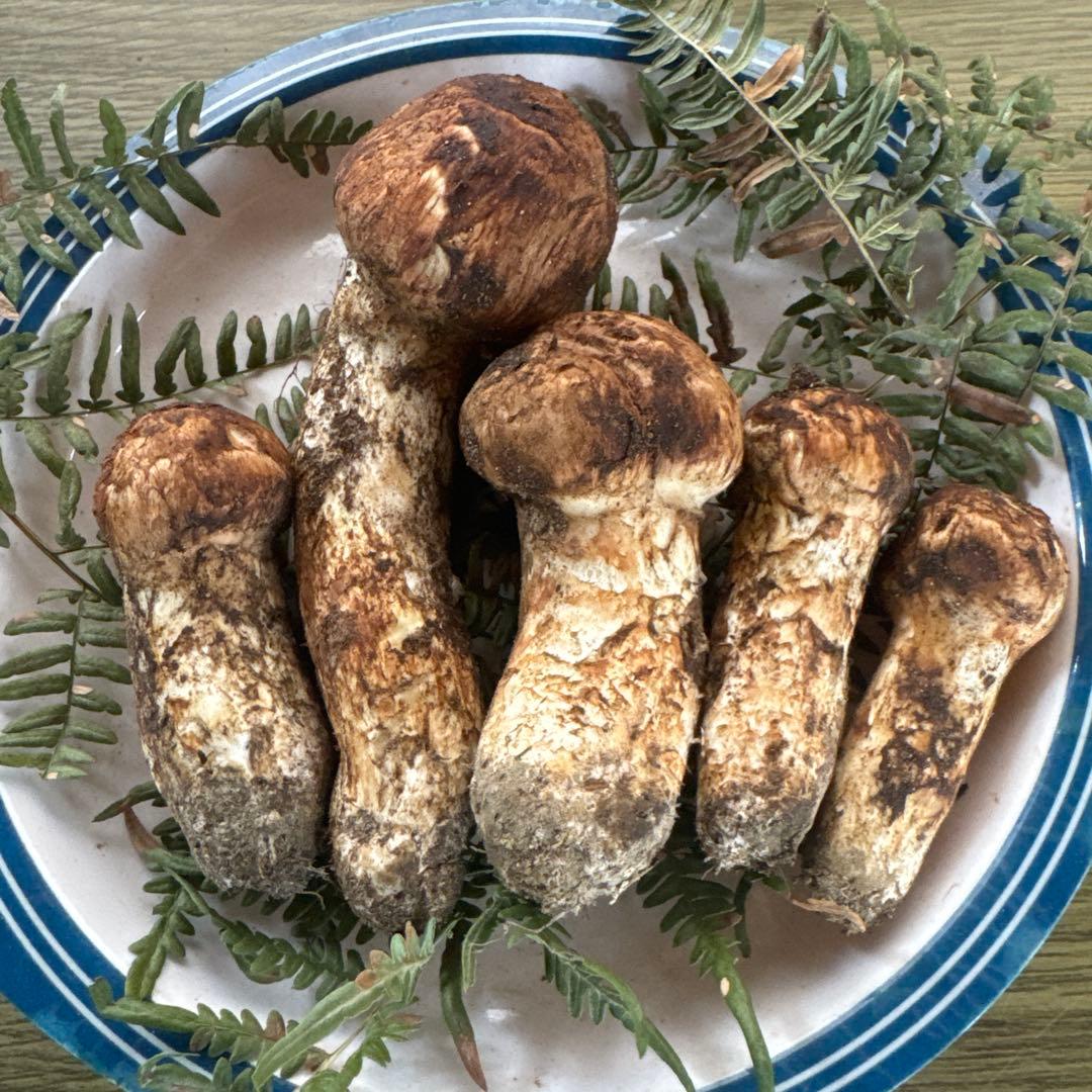 10/14朝採れ南信州産松茸180g