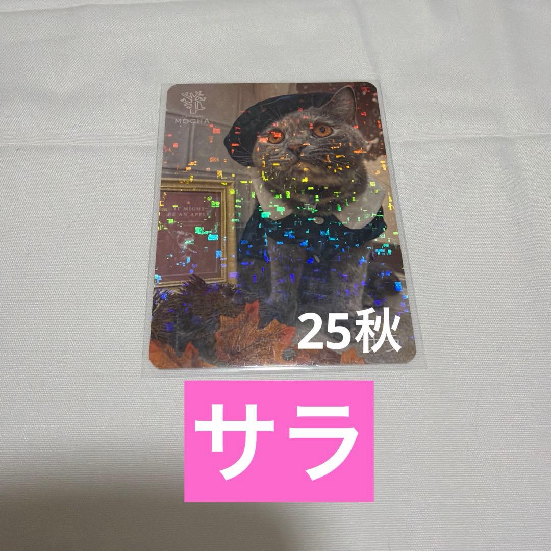 猫カフェ mocha 町田 にゃんずトレカ