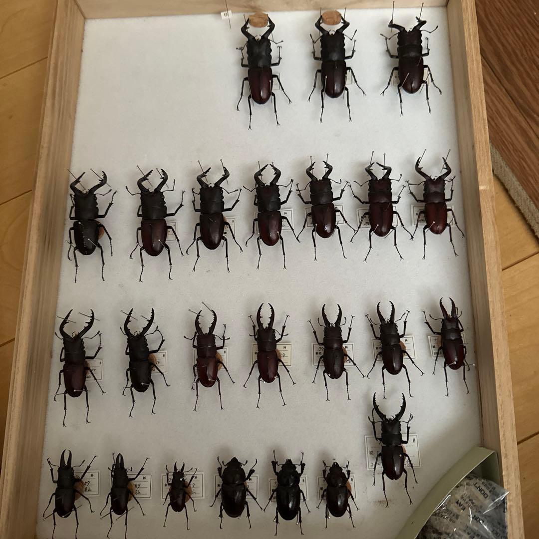 ノコギリクワガタ標本