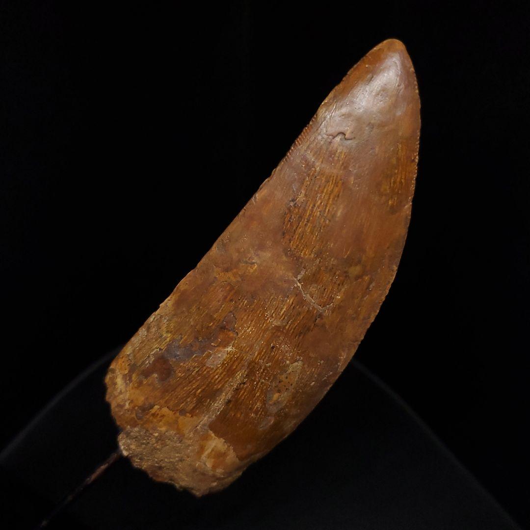 カルカロドントサウルス 歯 化石 本物 モロッコ産 99.24mm fr92