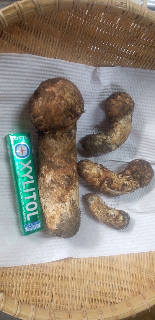 国産　松茸　長野県　オマケ　送料込み　166㌘