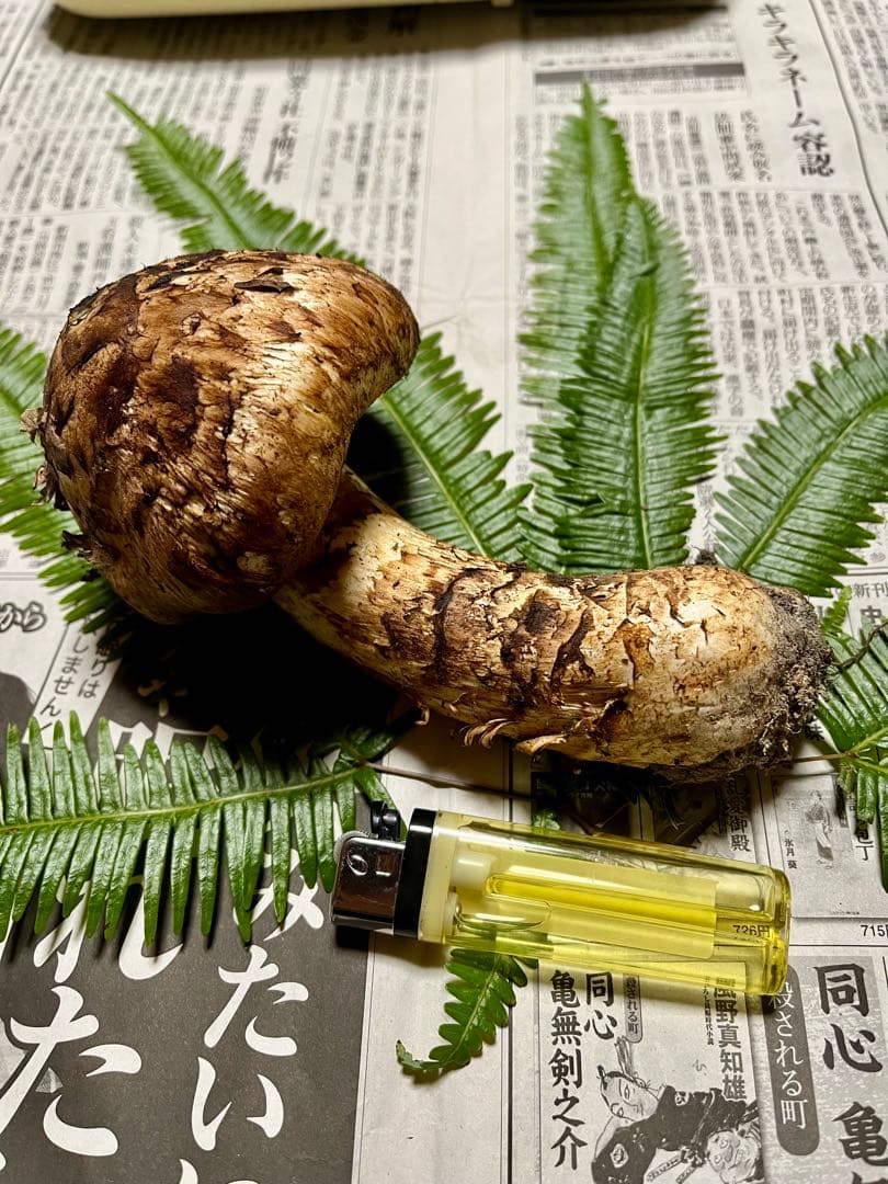 【専用です】天然松茸　採れたて松茸　良品1本185g 国産