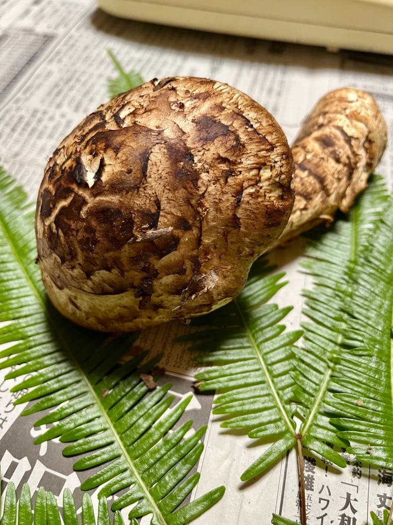 【専用です】天然松茸　採れたて松茸　良品1本185g 国産