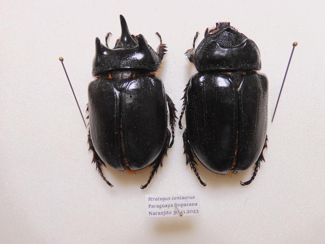 パラグアィ産ケンタウルスミツノサイカブト　63mm 63mm