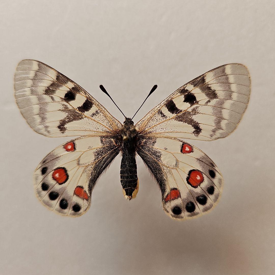 チャールトンウスバ原亜種　雌