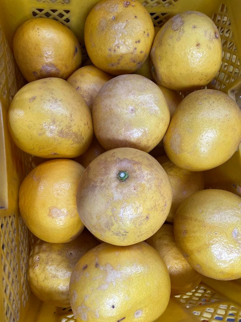 土佐文旦コメント用ページです