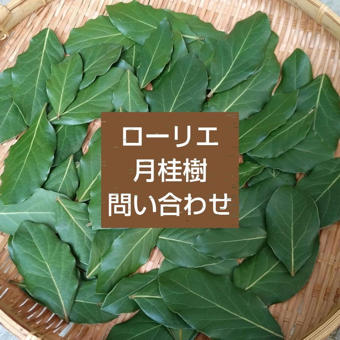 ローリエ　月桂樹　問い合わせ専用
