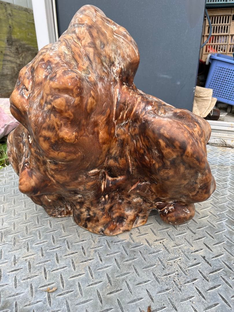 瘤　木　鑑賞　レア