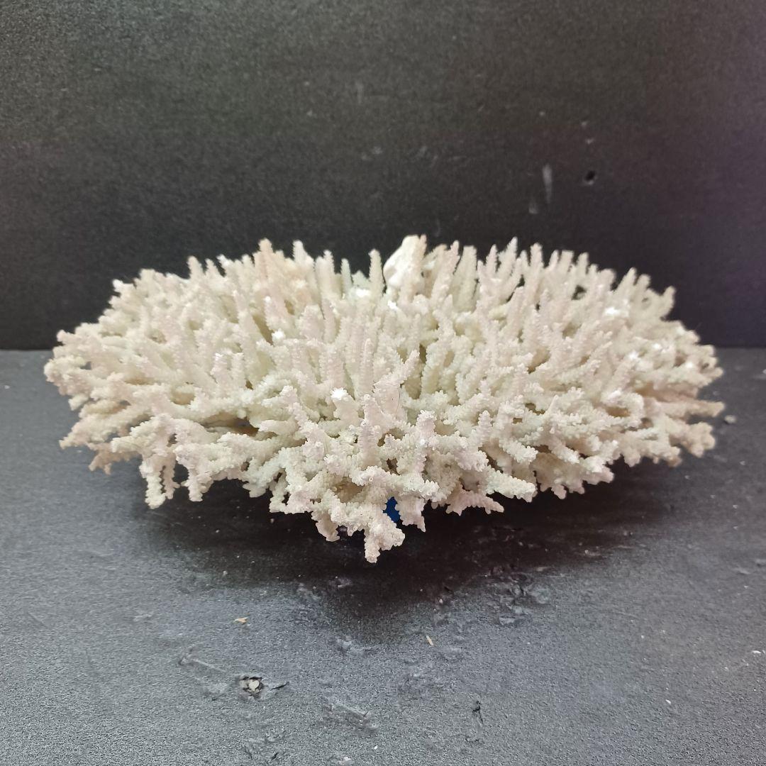 MURANO Crate&Barrel Aquatic Bowl ムラノ ボール