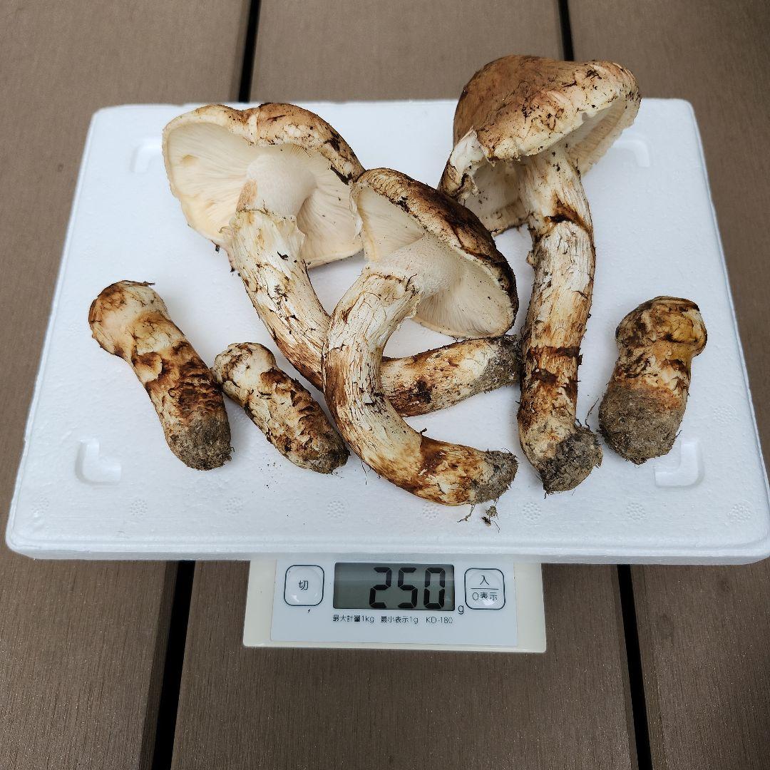 【訳あり】10/26朝採れ　広島県産　松茸250g
