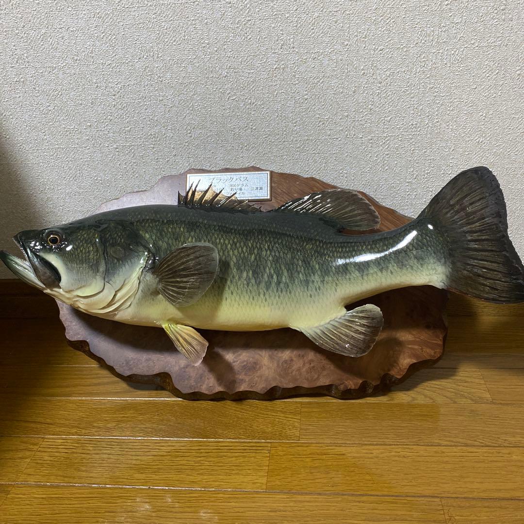 ブラックバス　剥製　インテリア壁掛けタイプ
