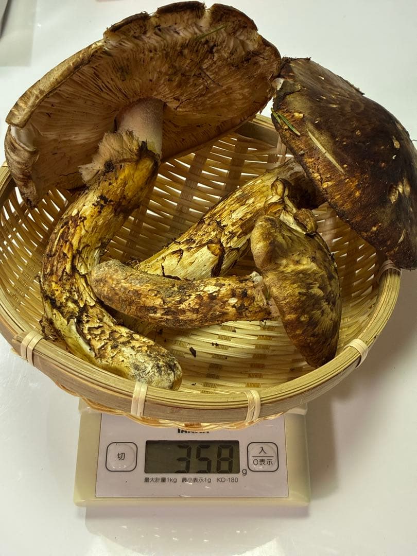 天然国産 北海道 松茸 358g