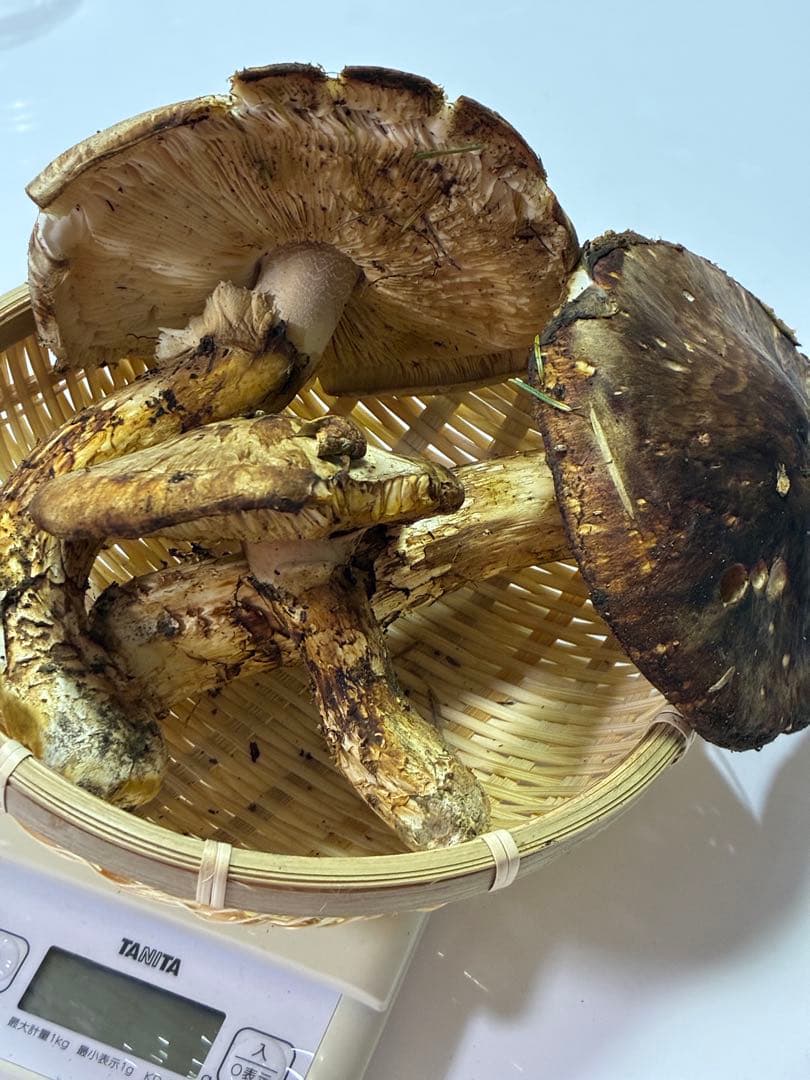 天然国産 北海道 松茸 358g