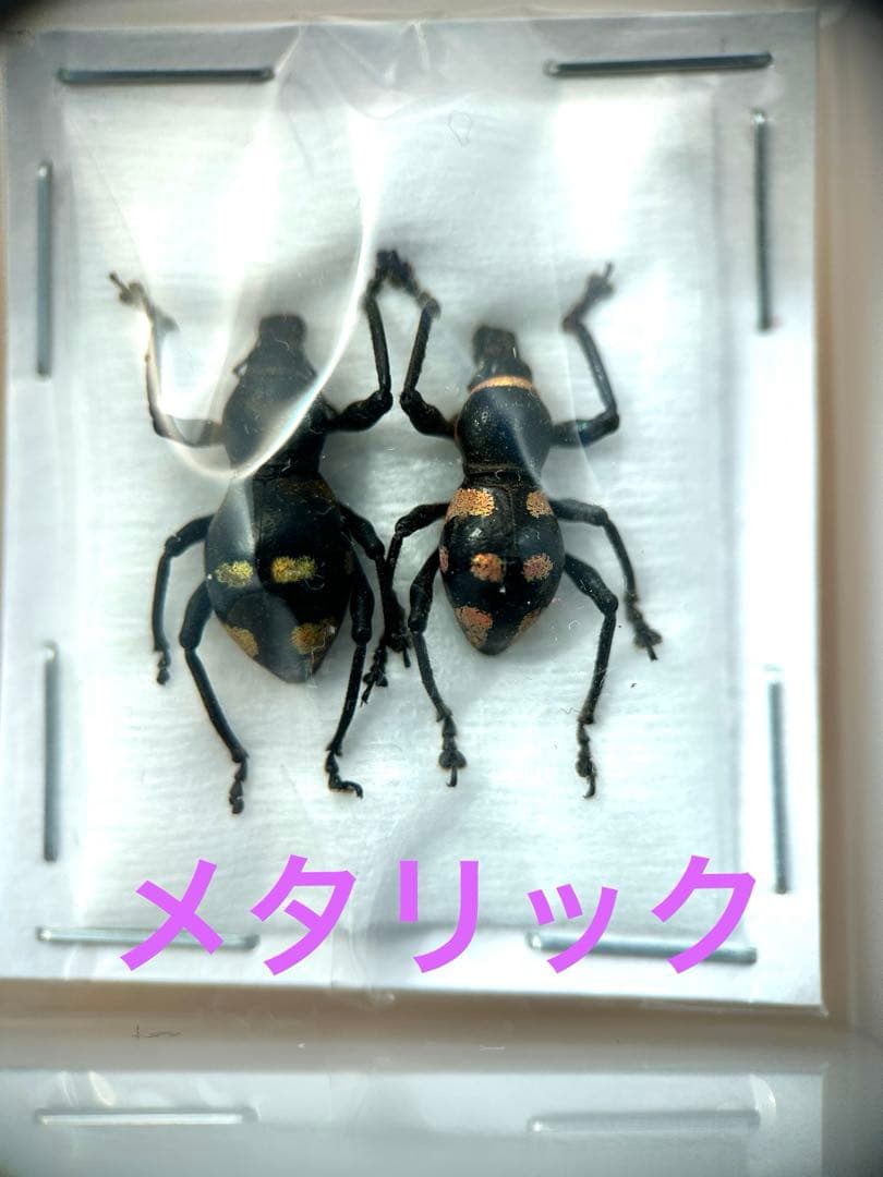 09153 美麗標本　カタゾウムシ
