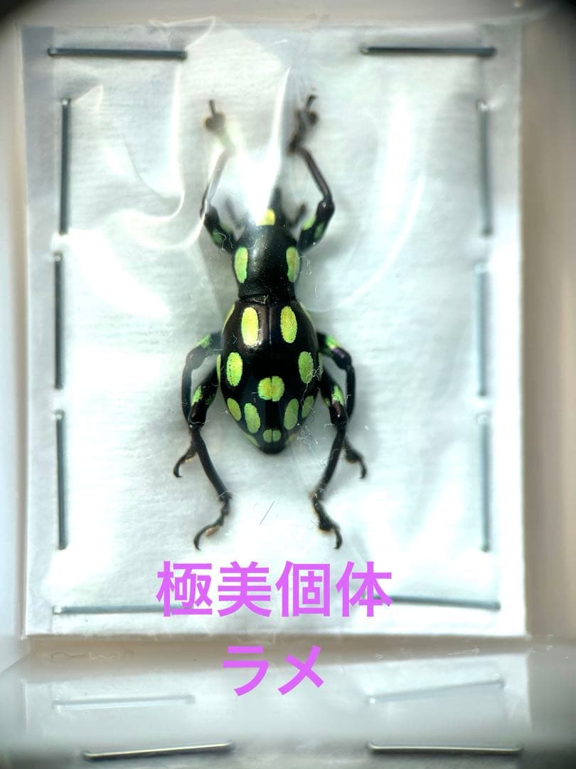 09153 美麗標本　カタゾウムシ