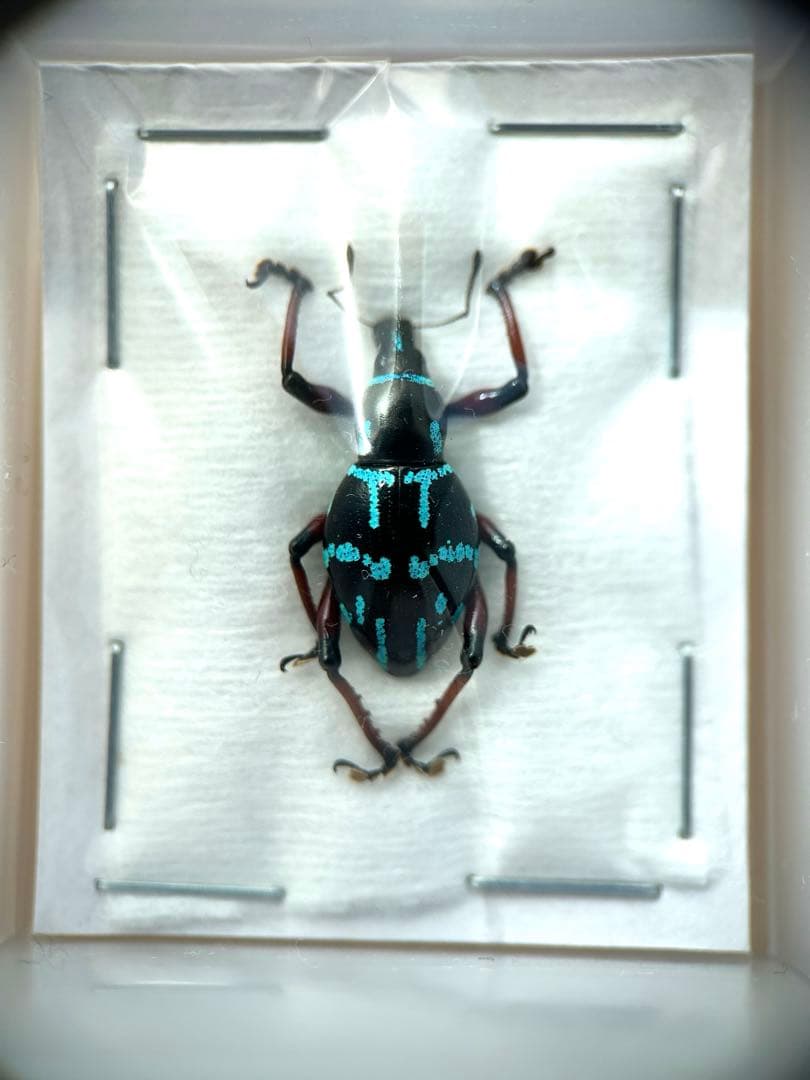 09153 美麗標本　カタゾウムシ