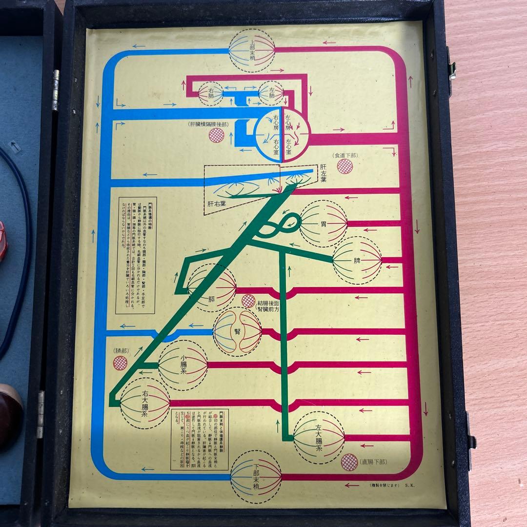 超レア　門脈系模型