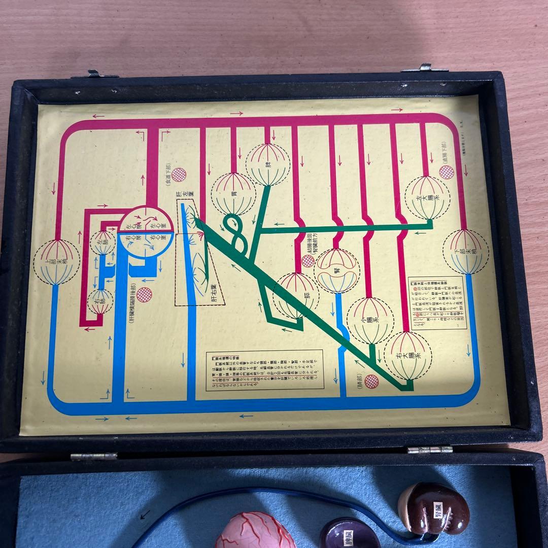 超レア　門脈系模型