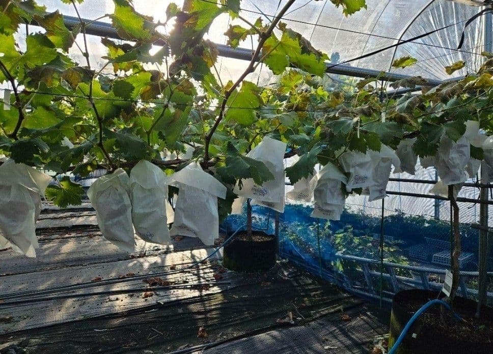 ☆朝採り農家直送☆シャインマスカット/クイーンルージュ☆各１kg☆