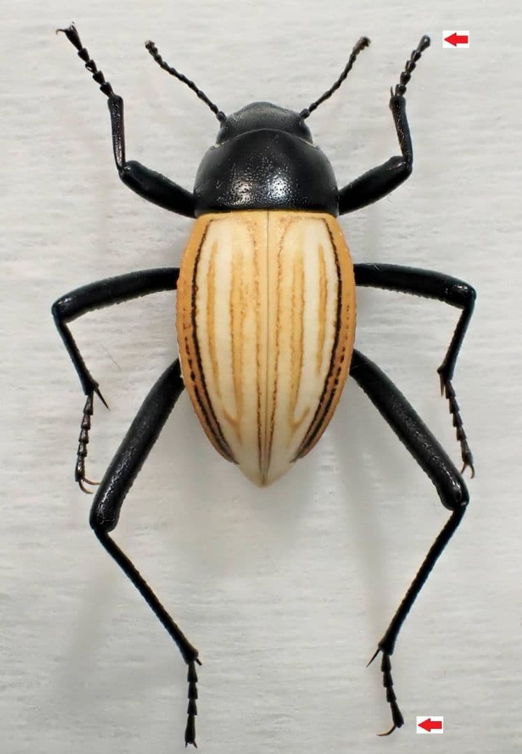 2頭　アンゴラ産キリアツメの仲間