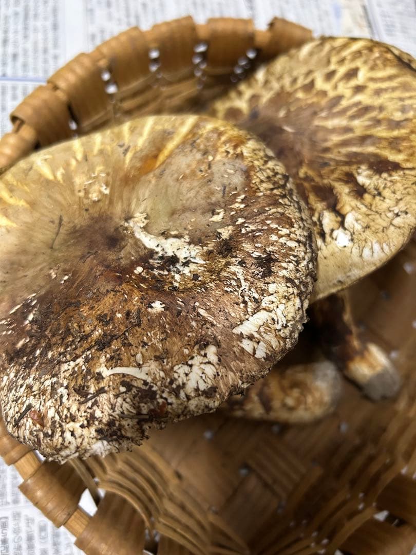 松竹梅　岩手県産松茸　【開き大 286g 】シーズンラスト