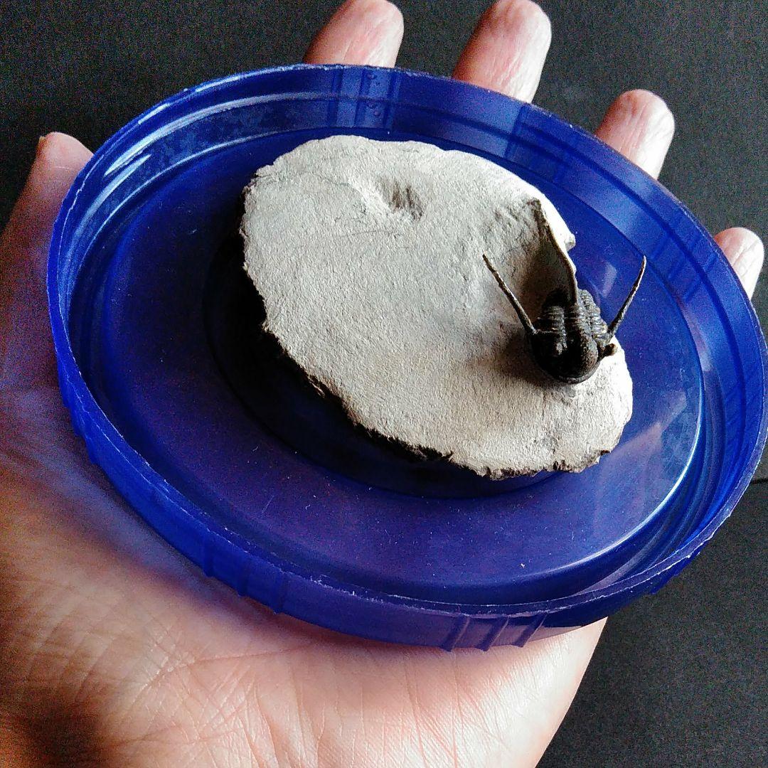 化石　骨格　標本　三葉虫　キファスピス　30mm