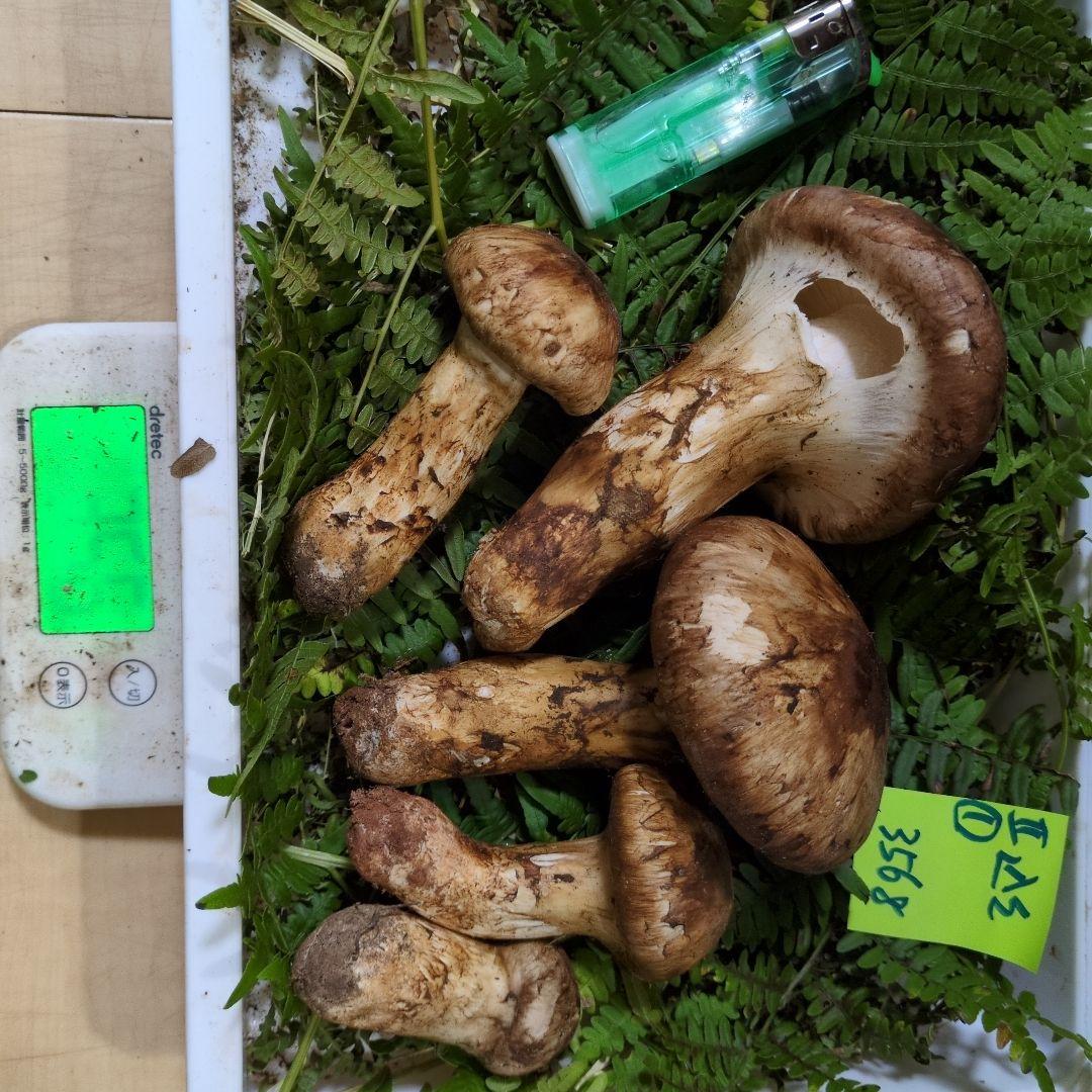 いよいよ最終間近　和歌山松茸　新鮮朝市　込み込み　356㌘