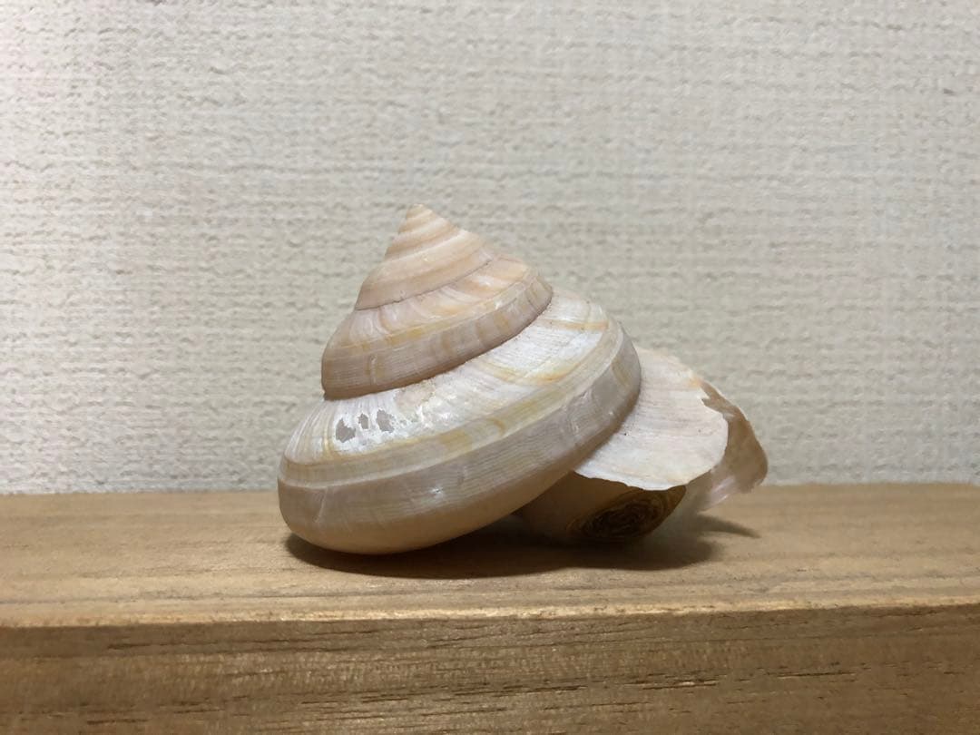 ミナミノオキナエビス