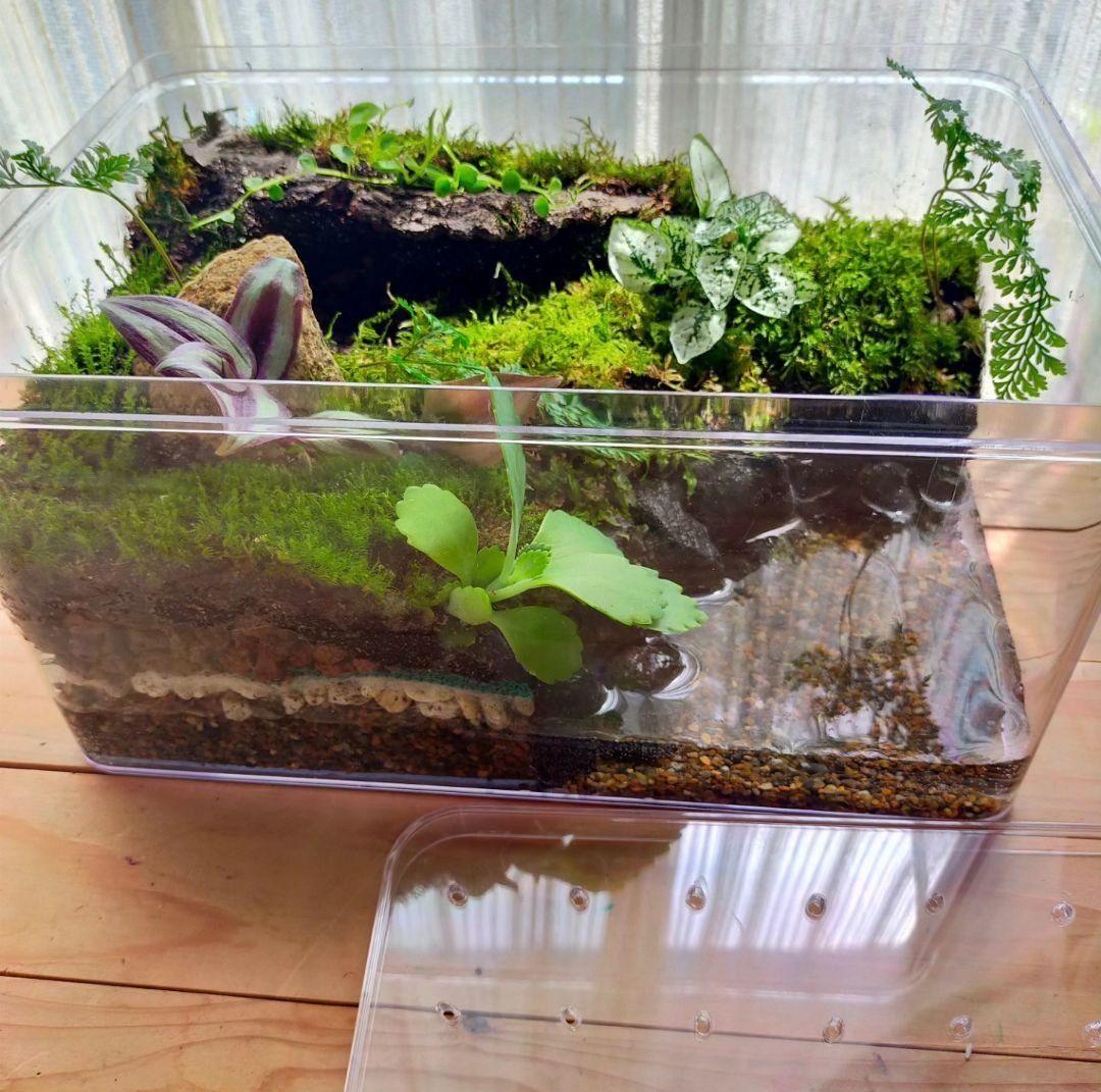 隠れ家つき！、自然の中の飼育箱苔テラリウム