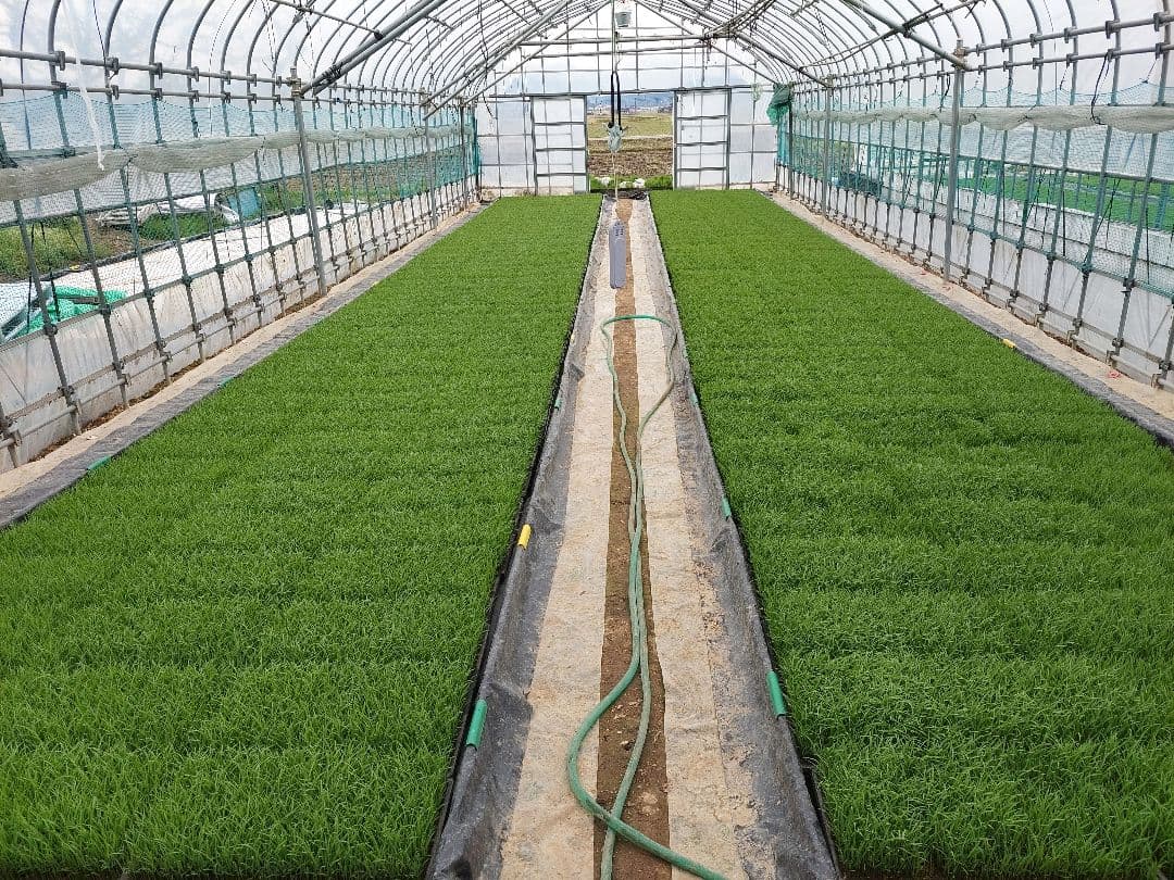 新潟県産 コシヒカリ 特別栽培米 20kg　７年産