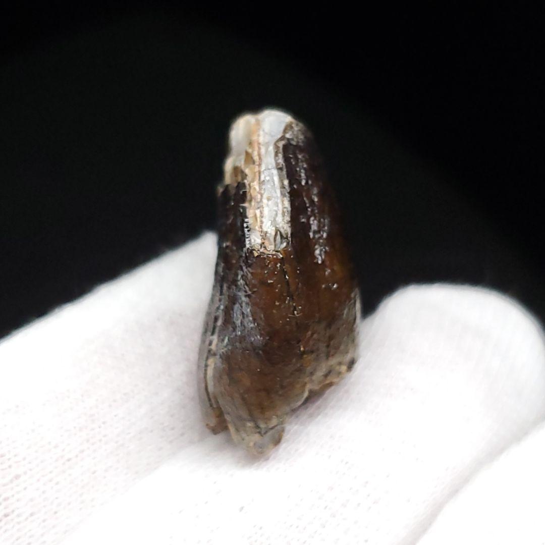極上 ジョバリア 歯 化石 本物 ニジェール産 25.65mm fr105