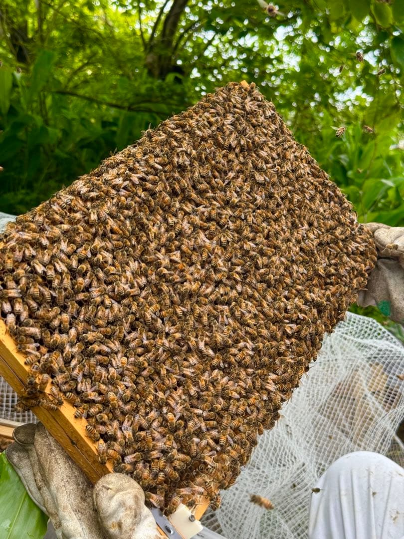 茨城県産　無添加非加熱純粋ハチミツ　食べ比べセット　480g✖️3個